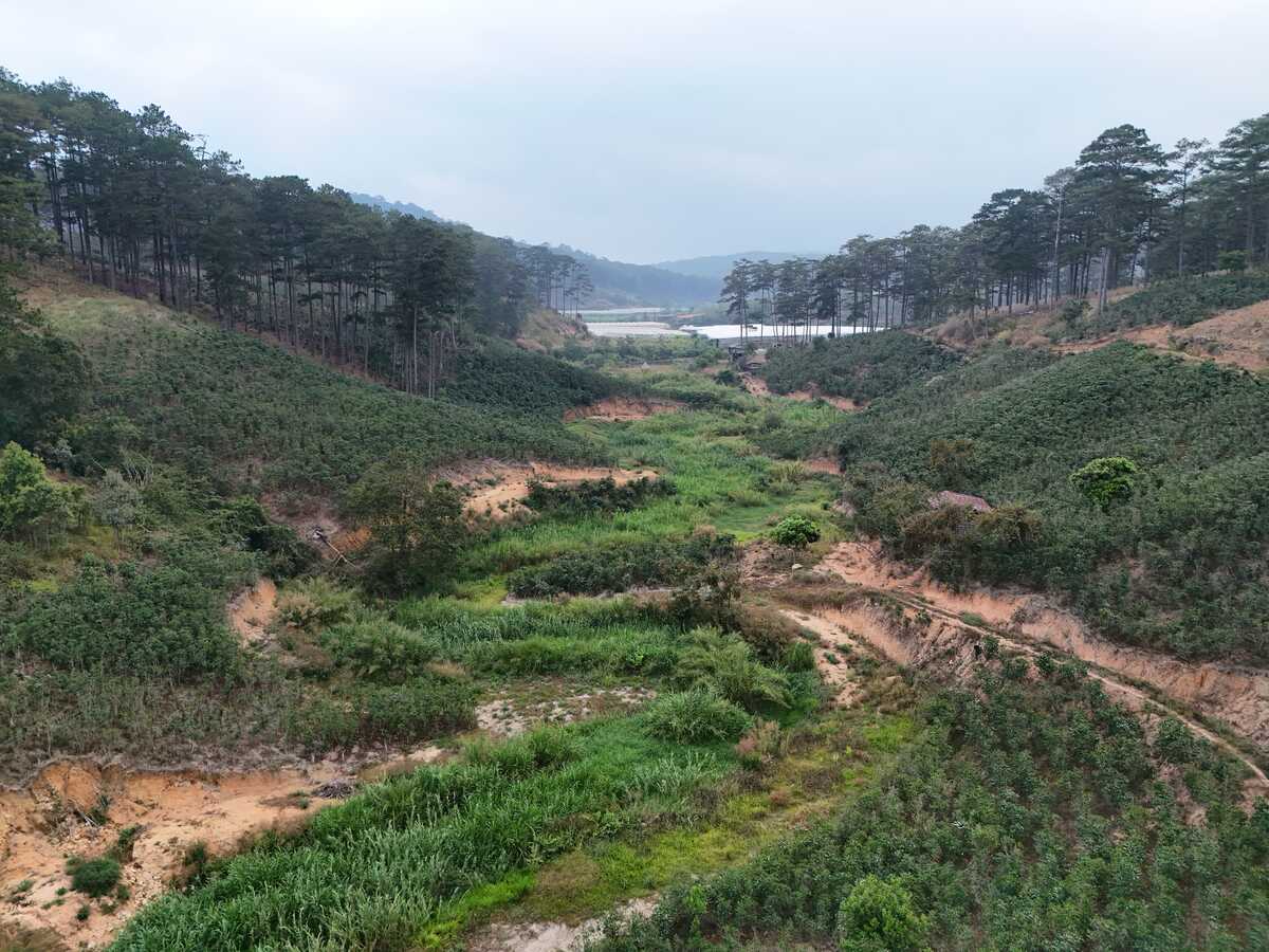 Đất vườn 3,8ha ở Đà Lạt, Xe hơi vào tận nơi đang trồng cà phê