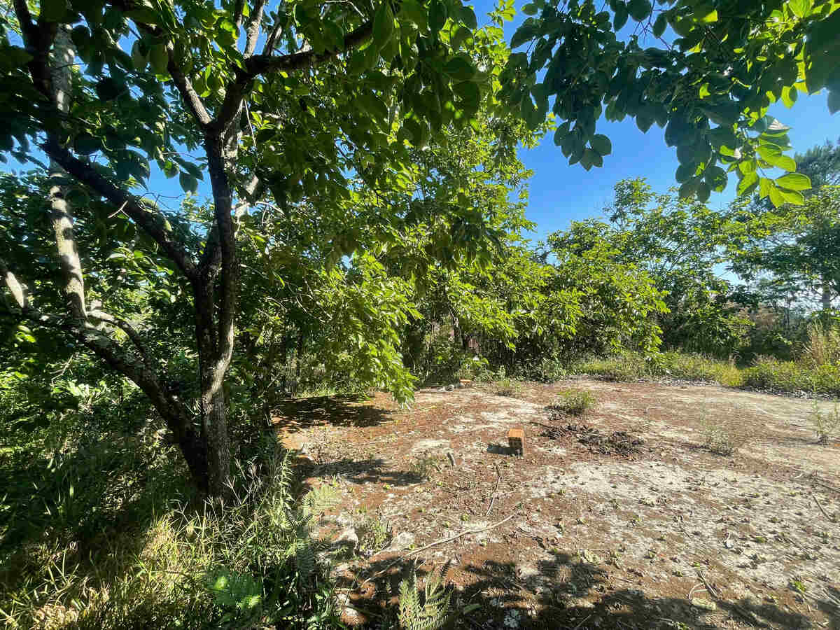 Đất vườn Hầm Hỏa Xa  Đà Lạt: Đất View Rừng Thông 360, Sổ Riêng, Hồng Cổ 30 Năm