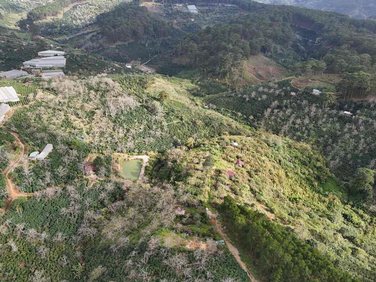 Slider Product Đất vườn Hầm Hỏa Xa  Đà Lạt: Đất View Rừng Thông 360, Sổ Riêng, Hồng Cổ 30 Năm 1