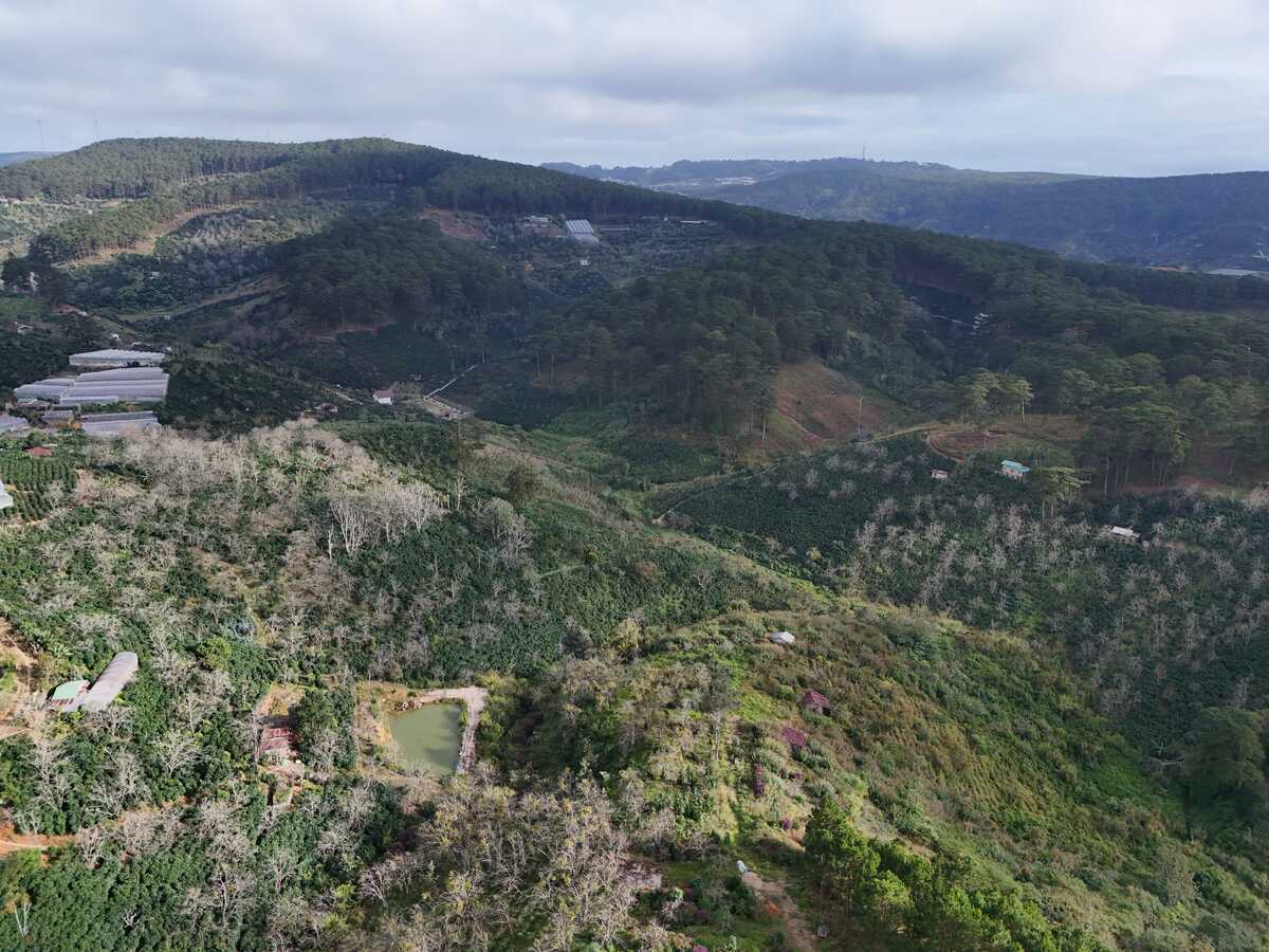 Slider Product Đất vườn Hầm Hỏa Xa  Đà Lạt: Đất View Rừng Thông 360, Sổ Riêng, Hồng Cổ 30 Năm 2