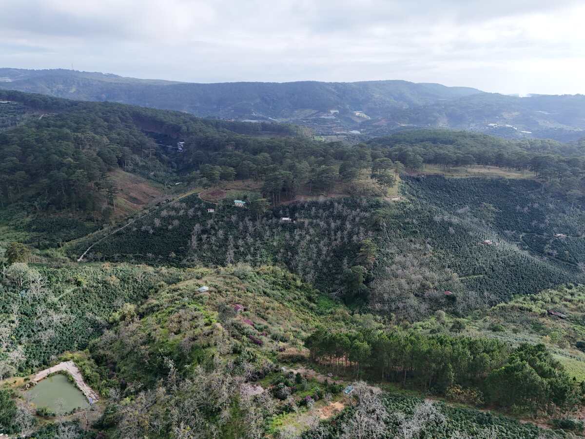 Slider Product Đất vườn Hầm Hỏa Xa  Đà Lạt: Đất View Rừng Thông 360, Sổ Riêng, Hồng Cổ 30 Năm 3