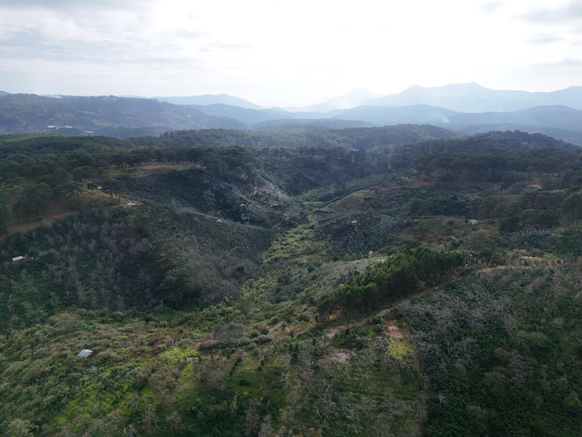 Slider Product Đất vườn Hầm Hỏa Xa  Đà Lạt: Đất View Rừng Thông 360, Sổ Riêng, Hồng Cổ 30 Năm 4