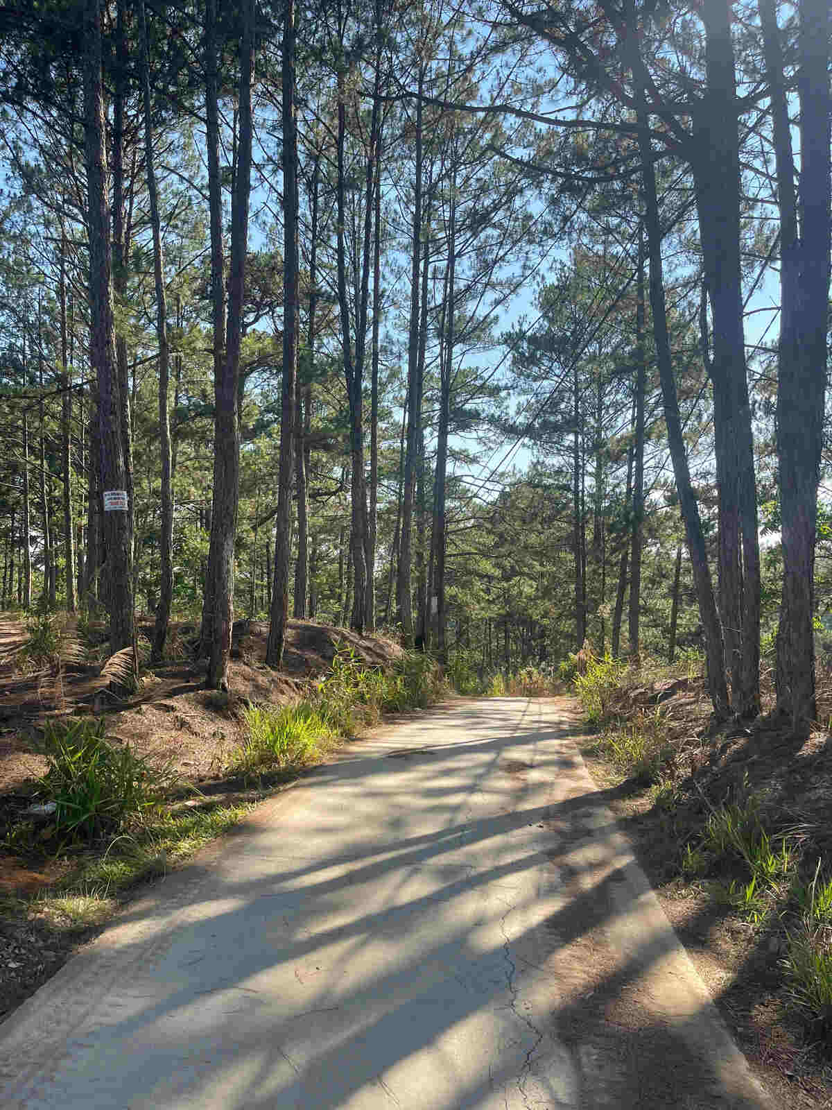 Slider Product Đất vườn Hầm Hỏa Xa  Đà Lạt: Đất View Rừng Thông 360, Sổ Riêng, Hồng Cổ 30 Năm 5