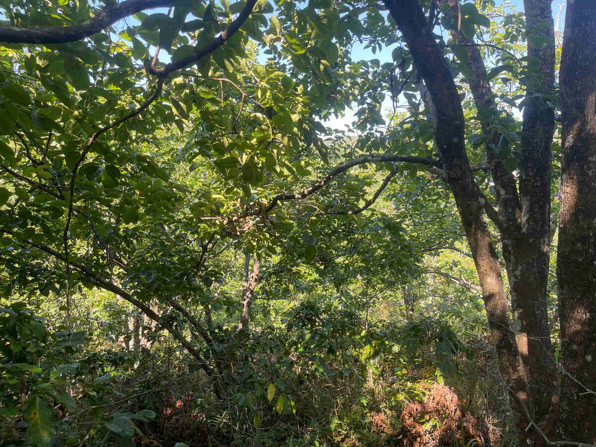 Slider Product Đất vườn Hầm Hỏa Xa  Đà Lạt: Đất View Rừng Thông 360, Sổ Riêng, Hồng Cổ 30 Năm 6