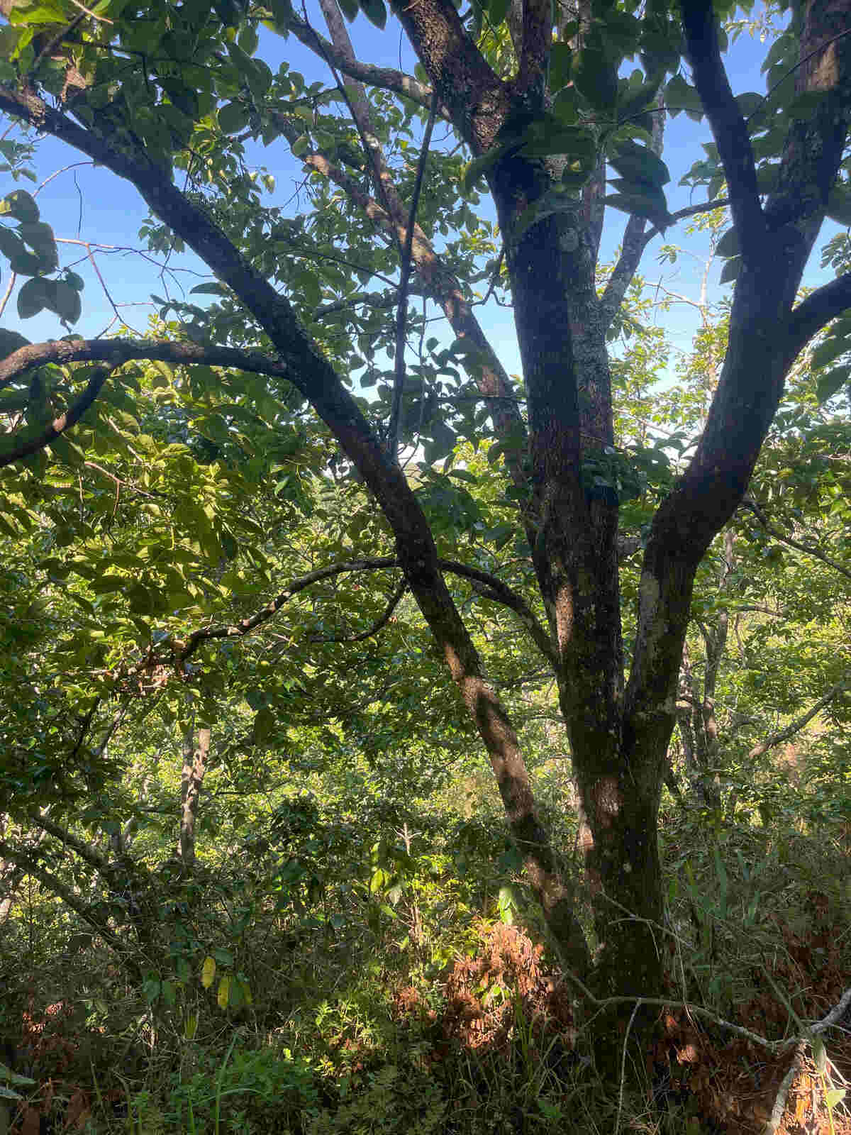 Slider Product Đất vườn Hầm Hỏa Xa  Đà Lạt: Đất View Rừng Thông 360, Sổ Riêng, Hồng Cổ 30 Năm 7