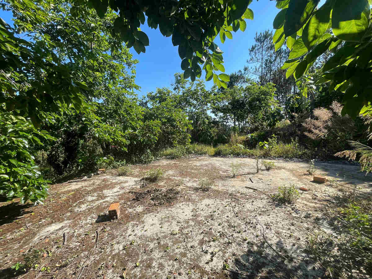 Slider Product Đất vườn Hầm Hỏa Xa  Đà Lạt: Đất View Rừng Thông 360, Sổ Riêng, Hồng Cổ 30 Năm 8