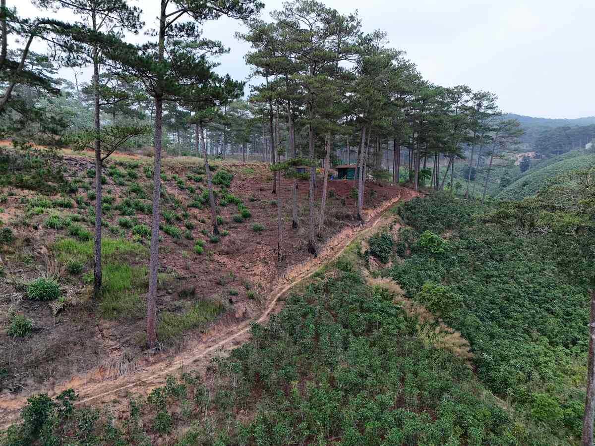 Slider Product Đất vườn 3,8ha ở Đà Lạt, Xe hơi vào tận nơi đang trồng cà phê 0