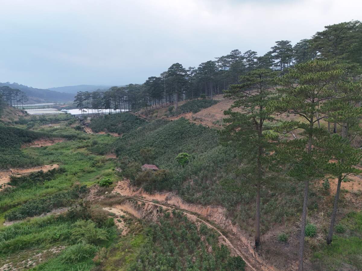 Slider Product Đất vườn 3,8ha ở Đà Lạt, Xe hơi vào tận nơi đang trồng cà phê 1