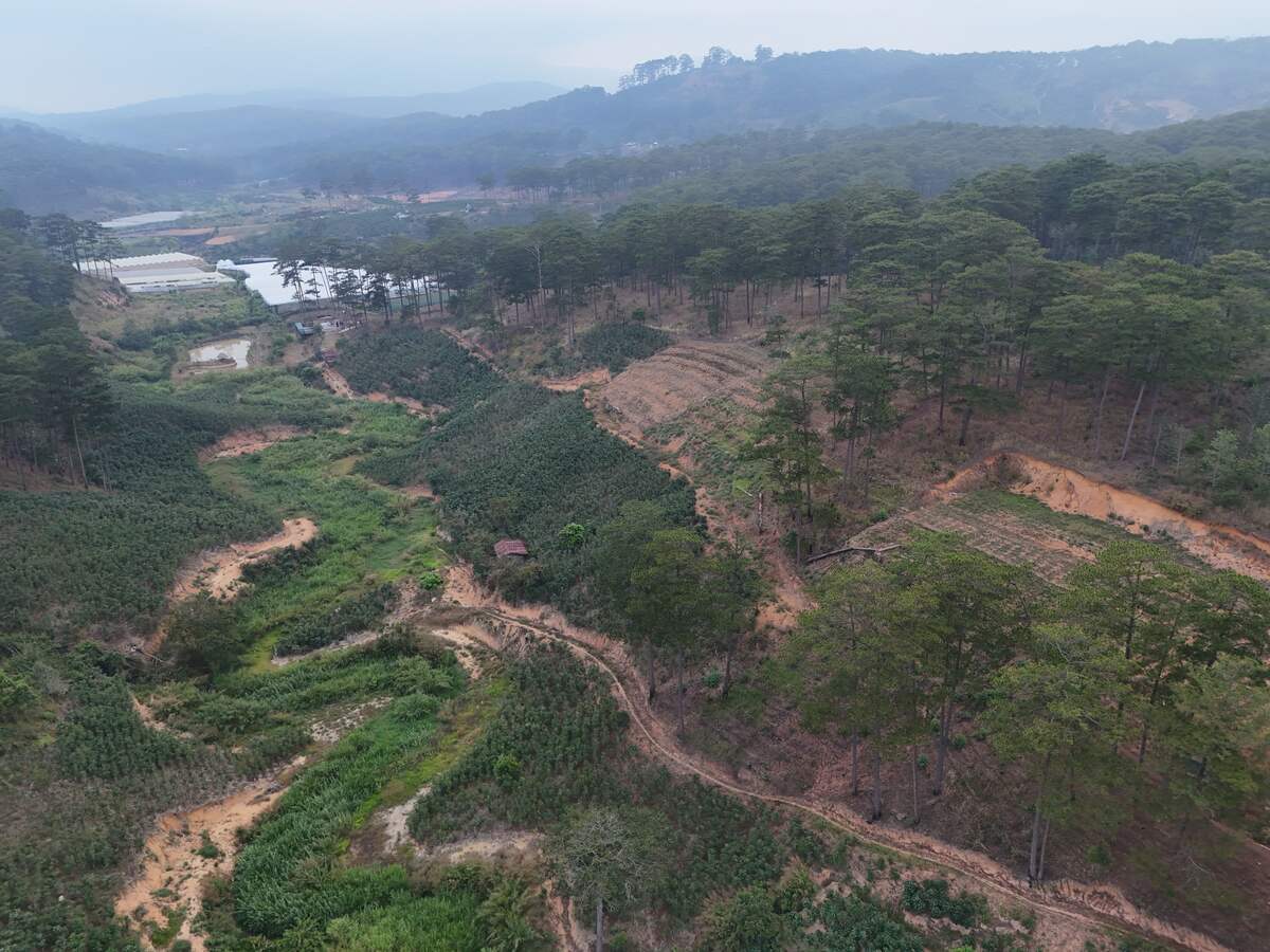 Slider Product Đất vườn 3,8ha ở Đà Lạt, Xe hơi vào tận nơi đang trồng cà phê 3