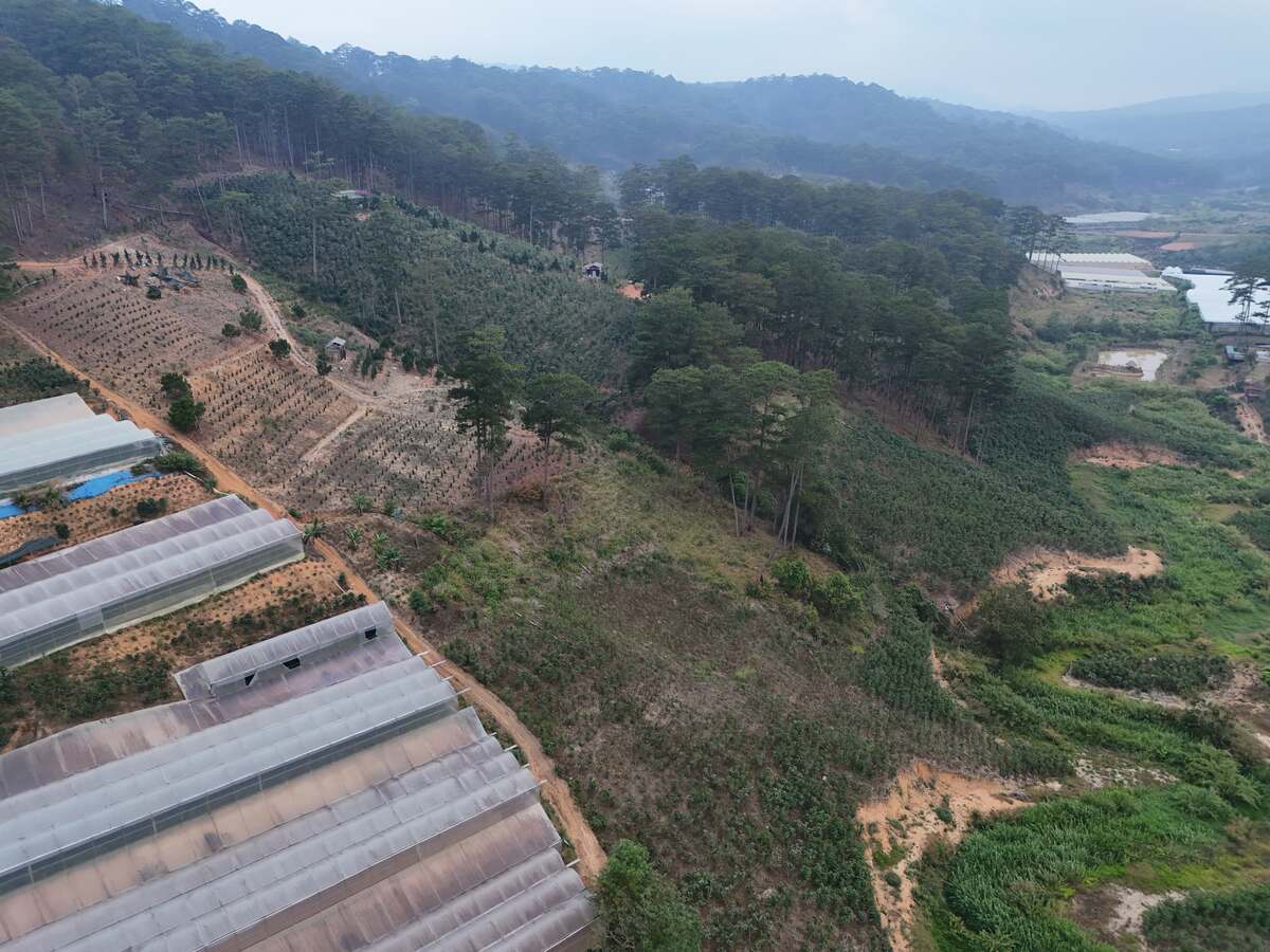 Slider Product Đất vườn 3,8ha ở Đà Lạt, Xe hơi vào tận nơi đang trồng cà phê 4