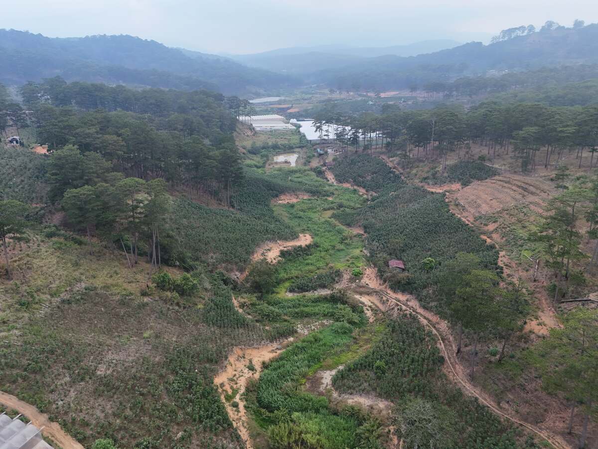 Slider Product Đất vườn 3,8ha ở Đà Lạt, Xe hơi vào tận nơi đang trồng cà phê 5