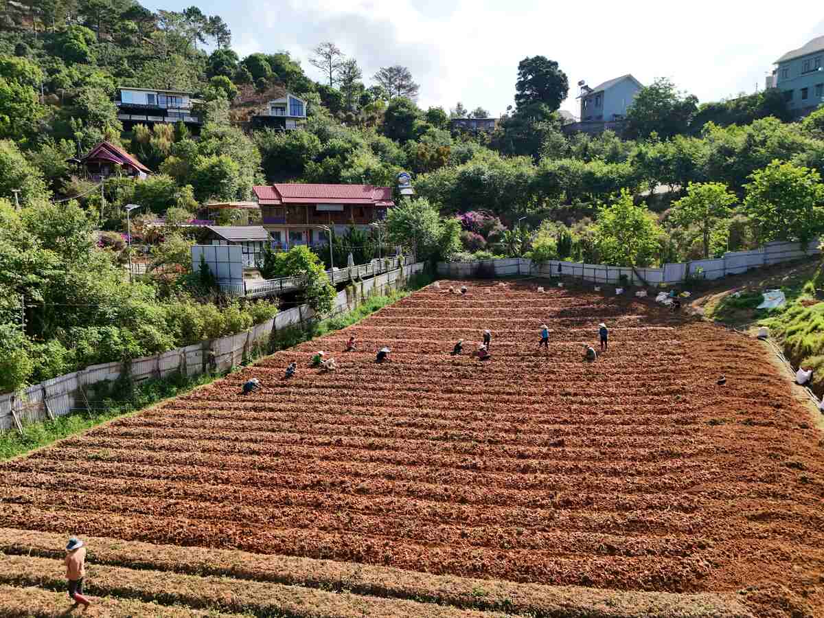 Slider Product Đất vườn biệt thự Cầu Đất - Đà Lạt, 2 mặt tiền 1000m2 view thung lũng mây quá chill 0