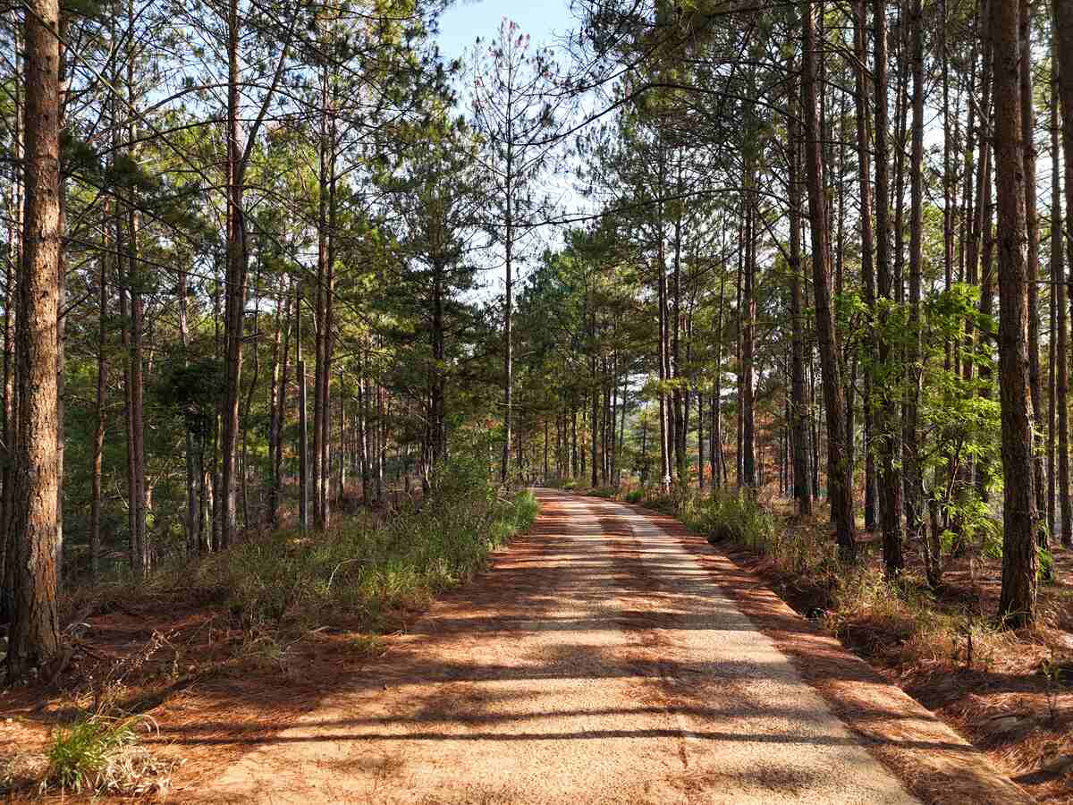 Slider Product Đất vườn 6.000m2 Xuân Thọ, bám suối bám đường view thông quá đẹp 0