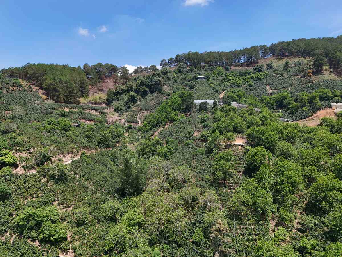 Slider Product Đất vườn Cầu đất view hồ view thông với 12.000m2 view cao vĩnh viễn cực đẹp 0