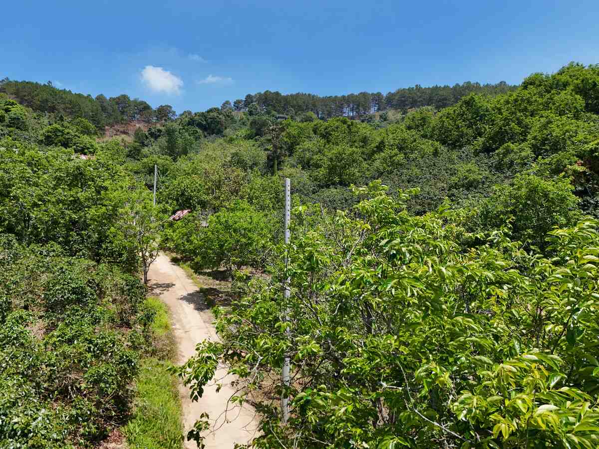 Slider Product Đất vườn Cầu đất view hồ view thông với 12.000m2 view cao vĩnh viễn cực đẹp 1