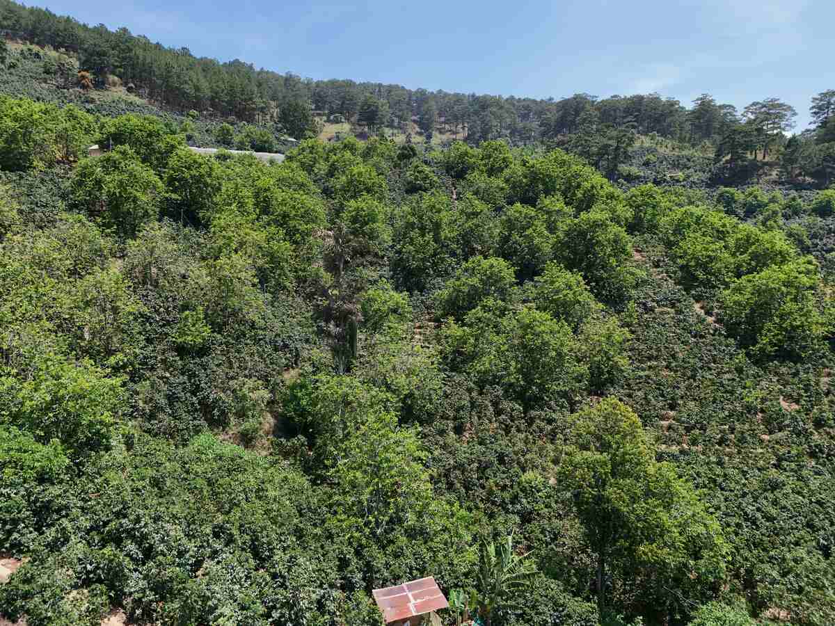 Slider Product Đất vườn Cầu đất view hồ view thông với 12.000m2 view cao vĩnh viễn cực đẹp 2