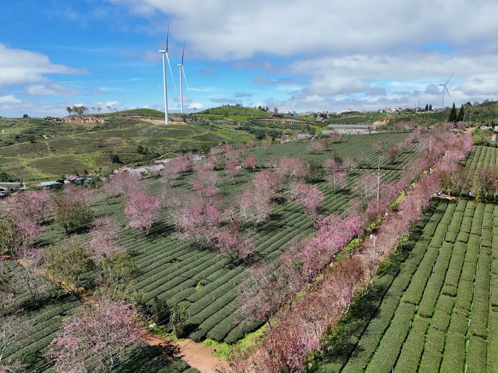 Slider Product Bán homestay săn mây Cầu Đất, có nhà hàng, sổ riêng 5